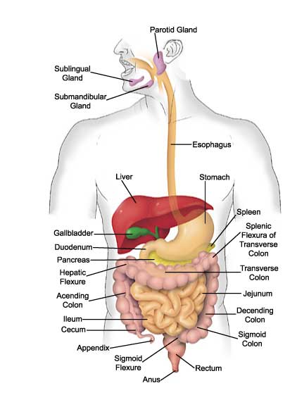 digestive system